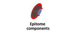 EPITOME COMPONENTS